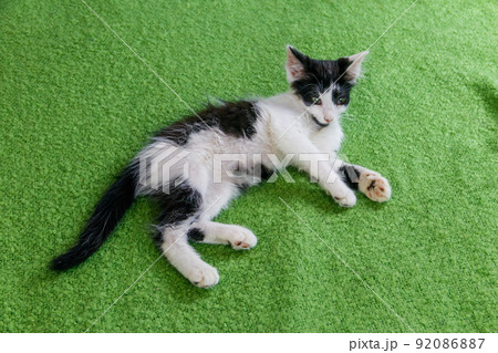Beautiful cat on a bed at home 92086887