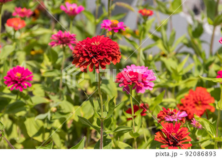 Beautiful zinnia flowers on flower bed in the garden 92086893