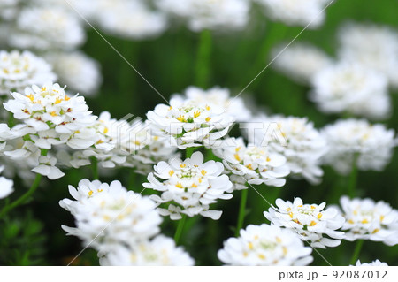 イベリス or 常盤屈曲花（ときわまがりばな）　別名　コモンキャンディタフト  92087012