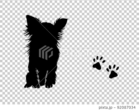 Chihuahua silhouette staring at you 92087034