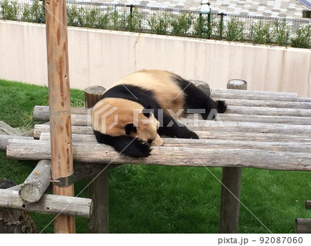 アドベンチャーワールドのパンダ 92087060