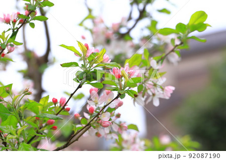 姫リンゴの花 姫リンゴの花 92087190
