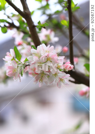 姫リンゴの花 92087192