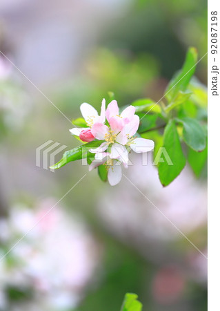 姫リンゴの花 92087198
