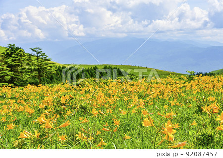 車山高原のニッコウキスゲ 92087457