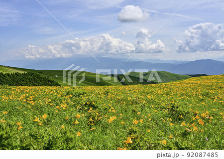 車山高原のニッコウキスゲ 92087485