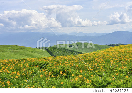 車山高原のニッコウキスゲ 92087528