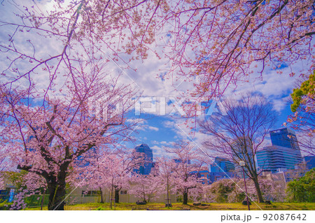 幸ヶ谷公園の桜 幸ヶ谷公園の桜 92087642