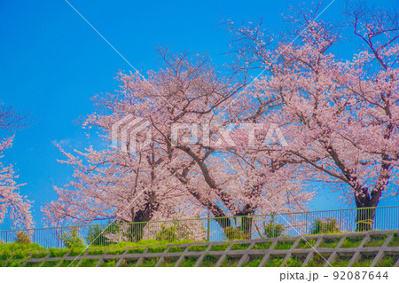 幸ヶ谷公園の桜 幸ヶ谷公園の桜 92087644