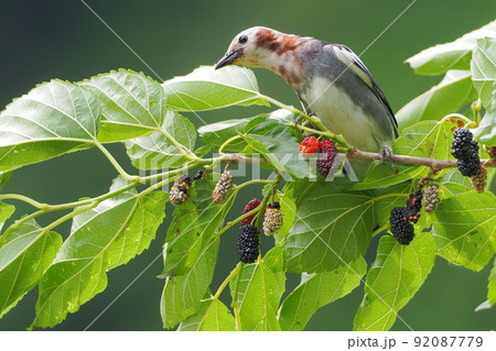 桑の実を食べに来たコムクドリの雄 92087779
