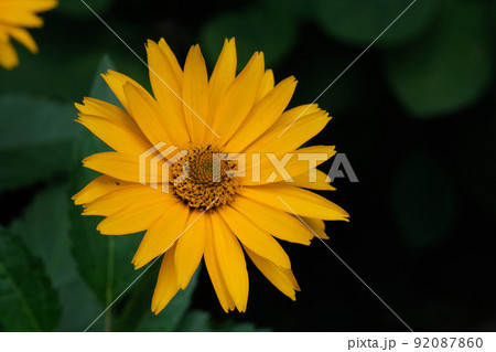 Rough Oxeye(Heliopsis helianthoides) stem closeup 92087860