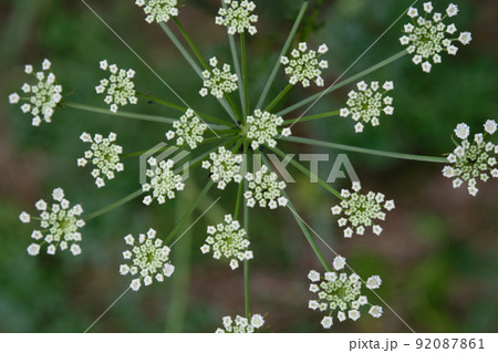 Flowering Cow Parsley(Anthriscus sylvestris) top view Flowering Cow Parsley(Anthriscus sylvestris) top view 92087861