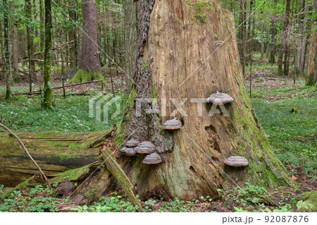Group of Polypore fungi in fall grows over spruce tree Group of Polypore fungi in fall grows over spruce tree 92087876