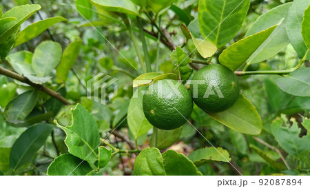 Bergamot Thai fruits are fragrant and sour Bergamot Thai fruits are fragrant and sour 92087894