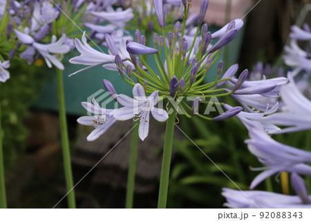 初夏の日本の公園に咲くアガパンサスの紫色の花 初夏の日本の公園に咲くアガパンサスの紫色の花 92088343