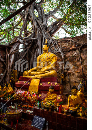 Wat Sai temple ruin covered by banyan tree roots, in Sing Buri Thailand Wat Sai temple ruin covered by banyan tree roots, in Sing Buri Thailand 92088907