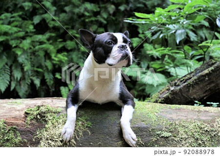 ゆずの里毛呂山町の森の中を流れる宿谷川沿いの遊歩道で丸太に乗って森を見上げるボストンテリアのマイティ 92088978