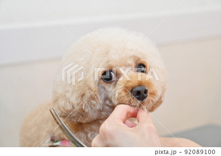 トイプードルのトリミング風景 92089100