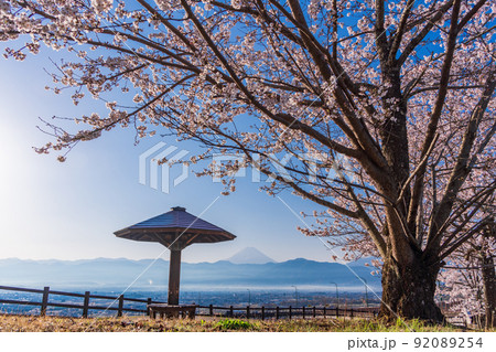 （山梨県）桃花橋公園ループ橋の桜と富士山 92089254