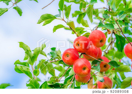 【秋素材】木に生っている収穫時期のリンゴ【長野県】 92089308