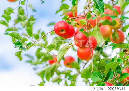 【秋素材】木に生っている収穫時期のリンゴ【長野県】 【秋素材】木に生っている収穫時期のリンゴ【長野県】 92089311