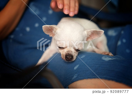 woman sitting with a chihuahua dog on a chair. woman sitting with a chihuahua dog on a chair. 92089777