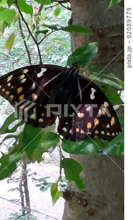 天然記念物ちょうちょ 92089779