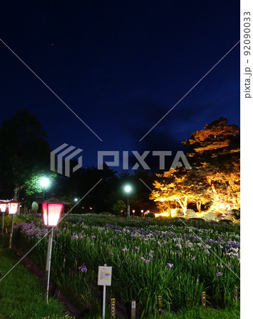 満開のアヤメ　あやめ　長井あやめ公園 92090033