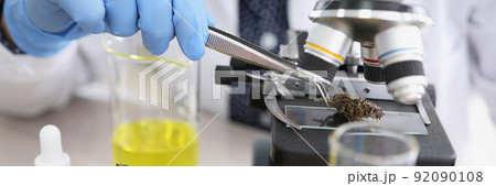 Scientist take dried cannabis with tweezer tool and put under microscope 92090108