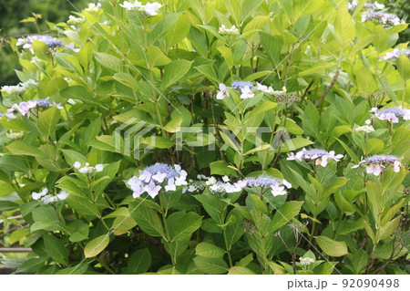 ガクアジサイの花 92090498