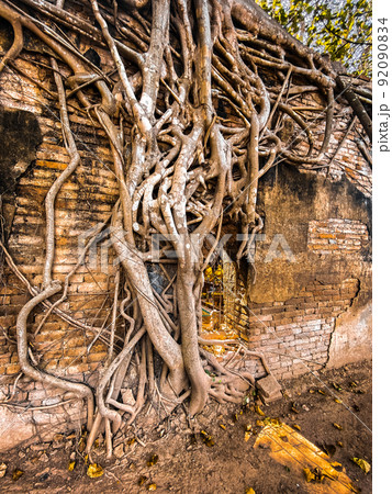 Wat Sai temple ruin covered by banyan tree roots, in Sing Buri Thailand Wat Sai temple ruin covered by banyan tree roots, in Sing Buri Thailand 92090834