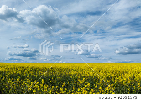 Blooming canola field and blu sky with white clouds 92091579