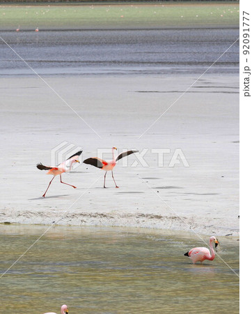 アタカマ 92091777