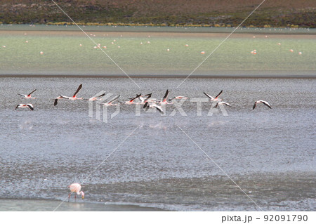 アタカマ 92091790