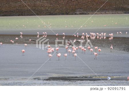 アタカマ アタカマ 92091791