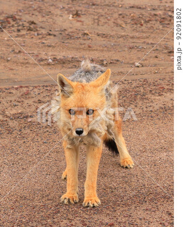 アタカマ 92091802