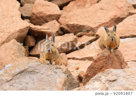 アタカマ 92091807