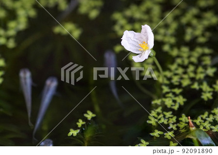 アナカリス　白い花 92091890