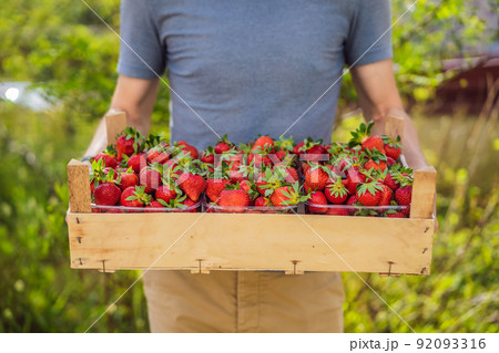 Young man farmer is holding a wooden box full with delicious strawberries Young man farmer is holding a wooden box full with delicious strawberries 92093316