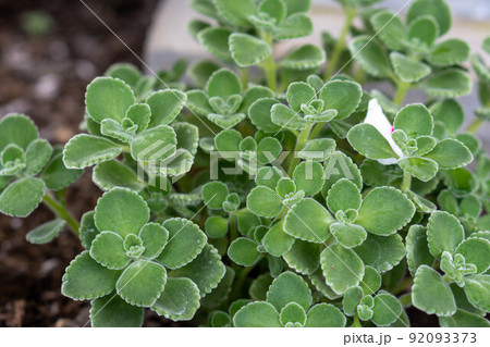 虫よけハーブアロマティカス 92093373