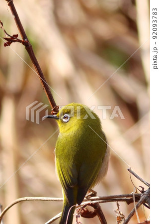 メジロ　冬の姿　枯れ藪の中から出てきたところ　野鳥 92093783
