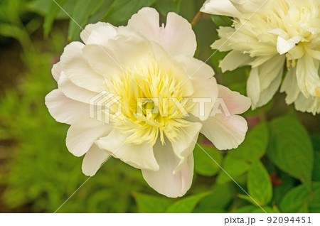 シャクヤク 少しピンク色 シャクヤク 少しピンク色 92094451