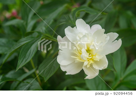 シャクヤクが開花 シャクヤクが開花 92094456