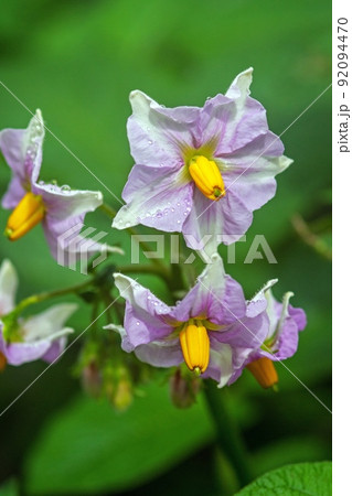 ジャガイモの花 92094470