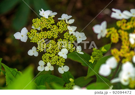 山アジサイの開花 92094472