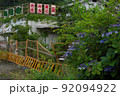 廃墟になった和食屋とあじさいのコラボ　和歌山県岩出市 92094922