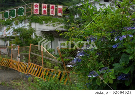 廃墟になった和食屋とあじさいのコラボ　和歌山県岩出市 92094922