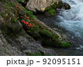 岩つつじの咲く渓流　奈良県野迫川村 92095151