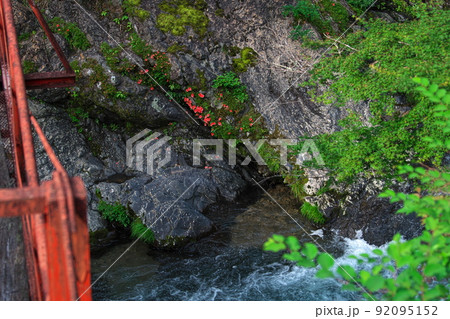 岩つつじの咲く渓流 赤い橋梁 奈良県野迫川村 岩つつじの咲く渓流 赤い橋梁 奈良県野迫川村 92095152
