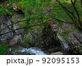 岩つつじの咲く渓流　奈良県野迫川村 92095153